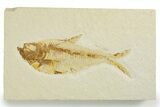Fossil Fish (Diplomystus) - Wyoming #355670-1